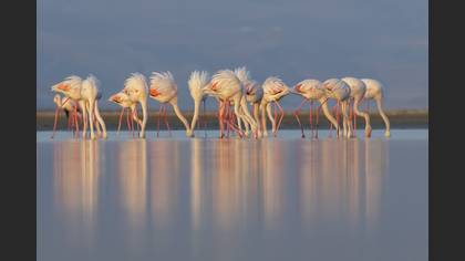Flamingo