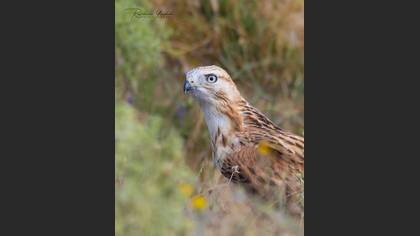 Kızıl şahin » Long-legged Buzzard » Buteo rufinus