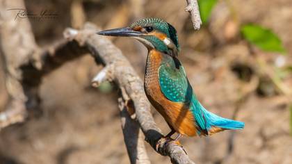 Yalıçapkını » Common Kingfisher » Alcedo atthis