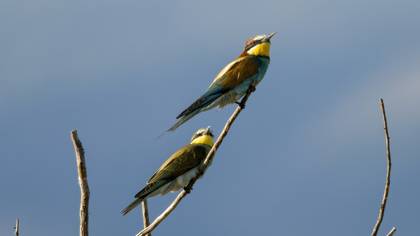 Arıkuşu » European Bee-eater » Merops apiaster