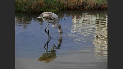 Flamingo