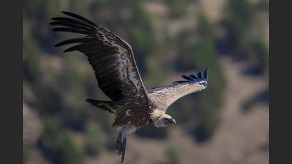 Kızıl akbaba
