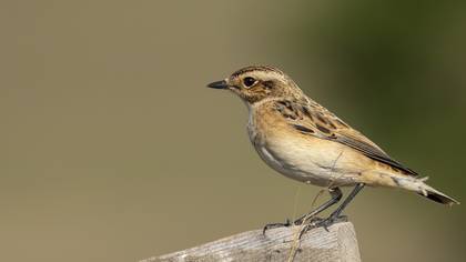 Çayır taşkuşu