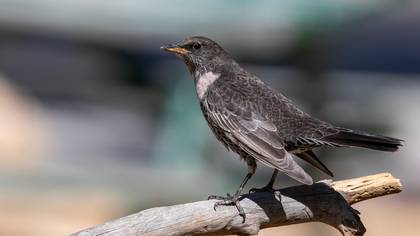 Boğmaklı ardıç