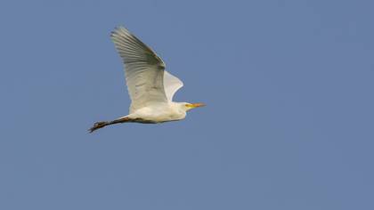 Sığır balıkçılı