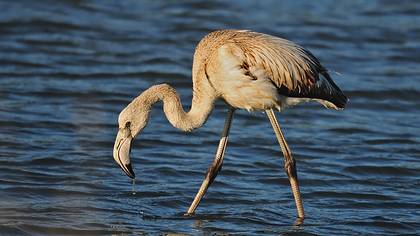 Flamingo » Greater Flamingo » Phoenicopterus roseus