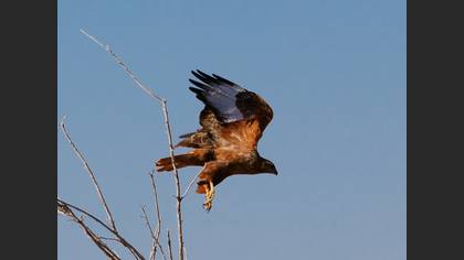 Kızıl şahin » Long-legged Buzzard » Buteo rufinus