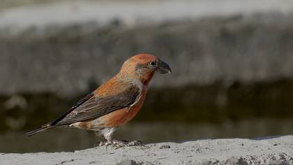 Çaprazgaga » Red Crossbill » Loxia curvirostra