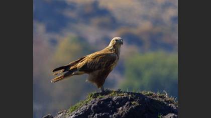 Kızıl şahin » Long-legged Buzzard » Buteo rufinus