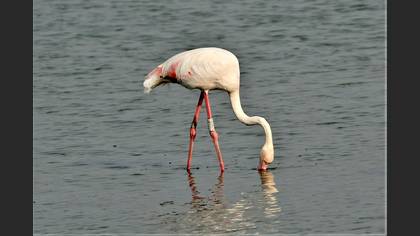 Flamingo » Greater Flamingo » Phoenicopterus roseus