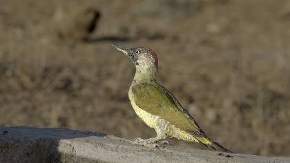Yeşil ağaçkakan » European Green Woodpecker » Picus viridis