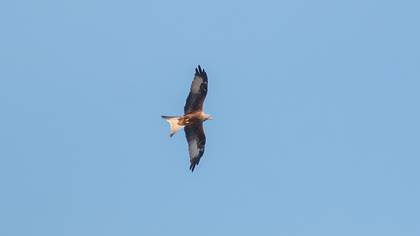 Kızıl çaylak » Red Kite » Milvus milvus
