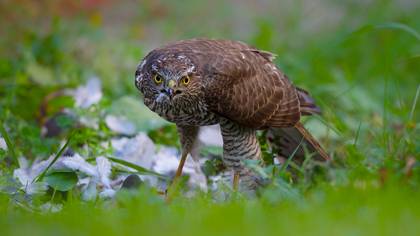 Atmaca » Eurasian Sparrowhawk » Accipiter nisus