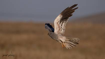Çayır delicesi » Montagu`s Harrier » Circus pygargus