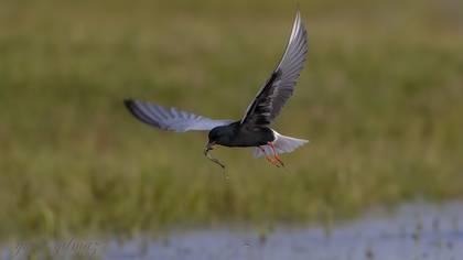 Akkanatlı sumru » White-winged Tern » Chlidonias leucopterus