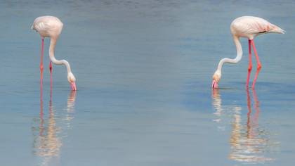 Flamingo