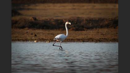 Flamingo