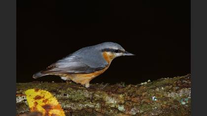 Sıvacı » Eurasian Nuthatch » Sitta europaea