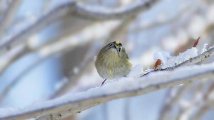 Çalıkuşu » Goldcrest » Regulus regulus 