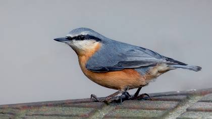 Sıvacı » Eurasian Nuthatch » Sitta europaea