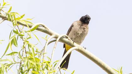 Arapbülbülü » White-spectacled Bulbul » Pycnonotus xanthopygos