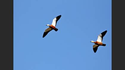 Angıt