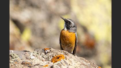 Taşbülbülü » White-throated Robin » Irania gutturalis