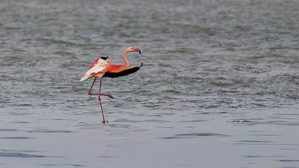 Flamingo