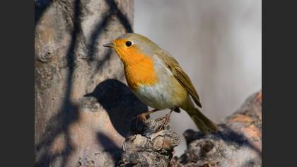 Kızılgerdan » European Robin » Erithacus rubecula