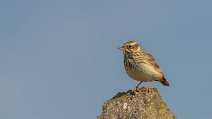 Orman toygarı » Woodlark » Lullula arborea