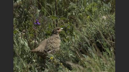 Çilkeklik » Grey Partridge » Perdix perdix