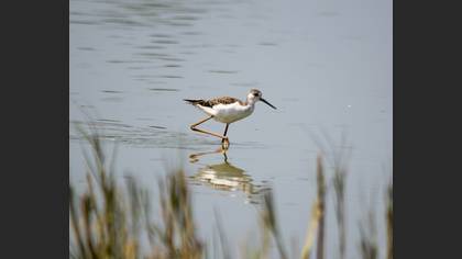 Uzunbacak » Black-winged Stilt » Himantopus himantopus