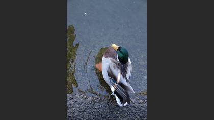 Yeşilbaş » Mallard » Anas platyrhynchos