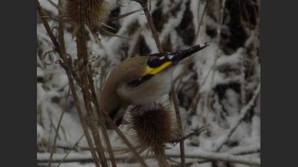 Saka » European Goldfinch » Carduelis carduelis