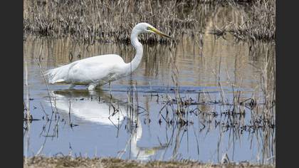 Büyük ak balıkçıl