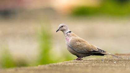 Kumru » Eurasian Collared Dove » Streptopelia decaocto