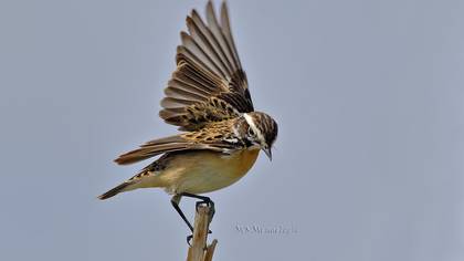 Çayır taşkuşu