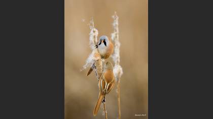 Bıyıklı baştankara » Bearded Reedling » Panurus biarmicus