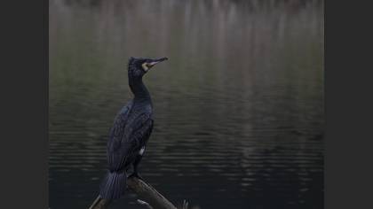 Karabatak