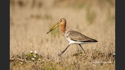 Çamurçulluğu » Black-tailed Godwit » Limosa limosa