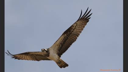 Balık kartalı » Osprey » Pandion haliaetus