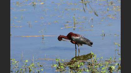 Çeltikçi » Glossy Ibis » Plegadis falcinellus