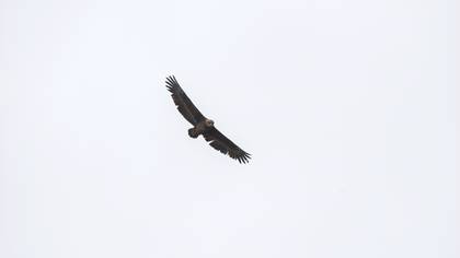 Cambaz kartal