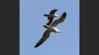 Hazar martısı » Caspian Gull » Larus cachinnans
