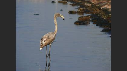 Flamingo