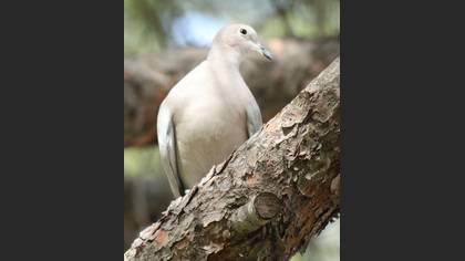 Kumru » Eurasian Collared Dove » Streptopelia decaocto