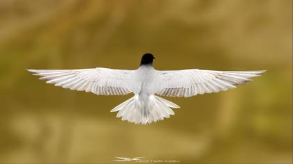 Kara sumru