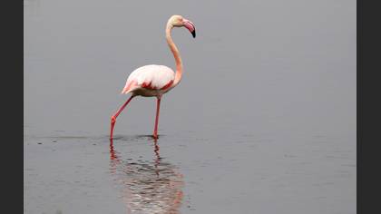 Flamingo » Greater Flamingo » Phoenicopterus roseus