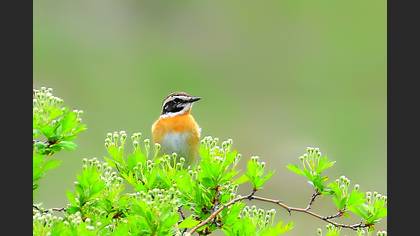 Çayır taşkuşu » Whinchat » Saxicola rubetra