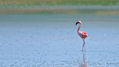 Küçük flamingo